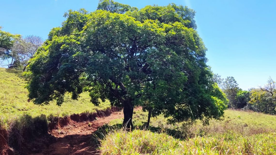 The Tree in Guachipline