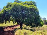 The Tree in Guachipline