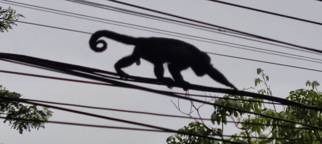 Monkey on electr lines